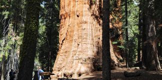 Секвойя Президент: 3200-летнее дерево наконец сфотографировали целиком