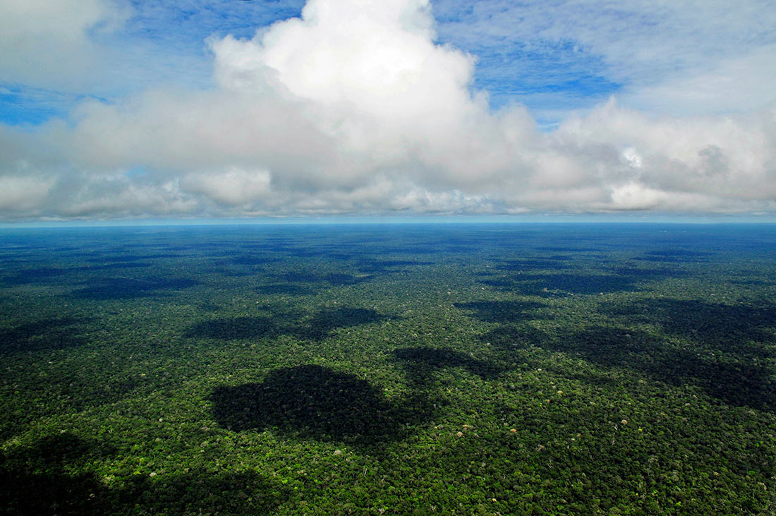 Les forêts tropicales d'Amazonie