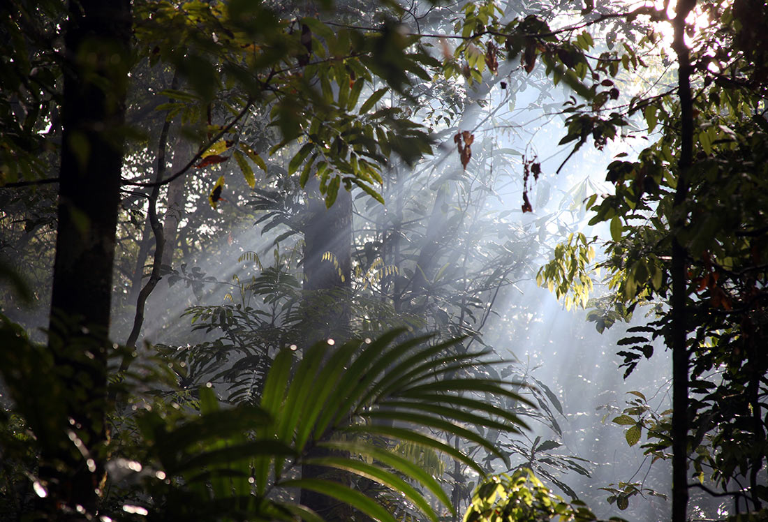 Les forêts tropicales d'Amazonie