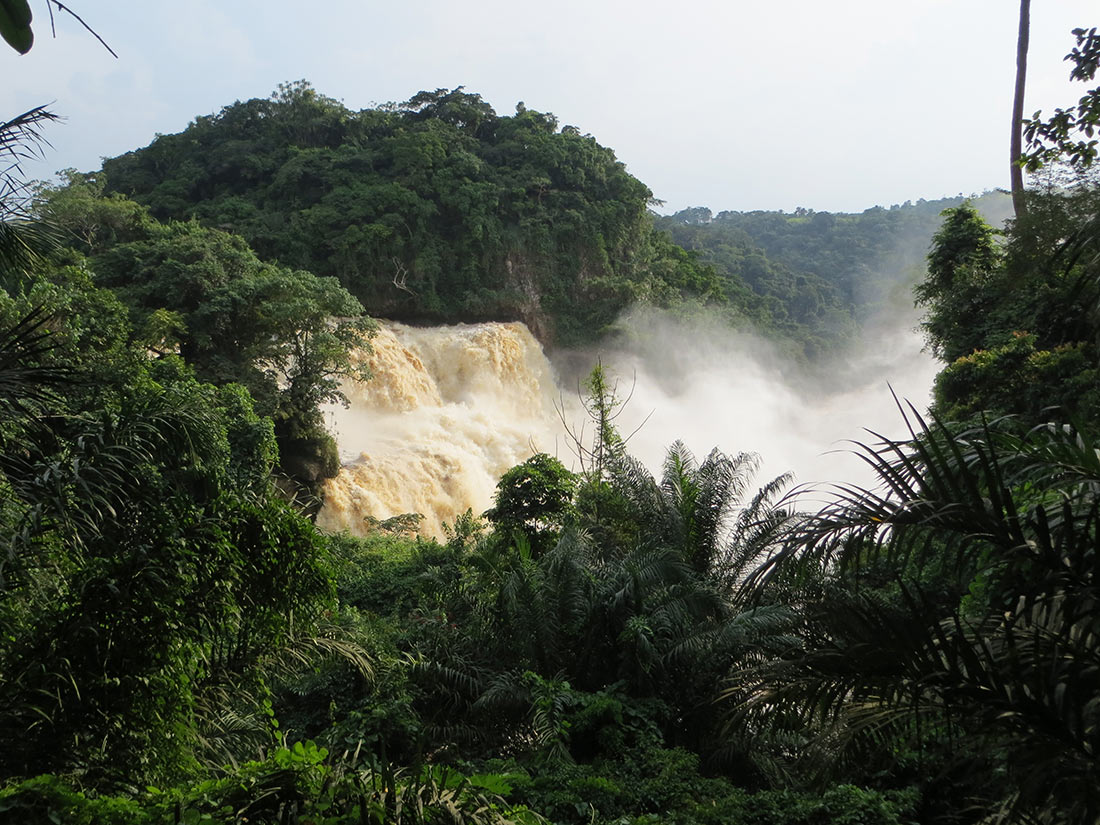 Les forêts tropicales du Congo