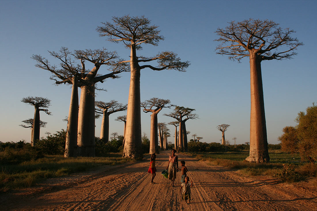 L'Avenue des Baobabs