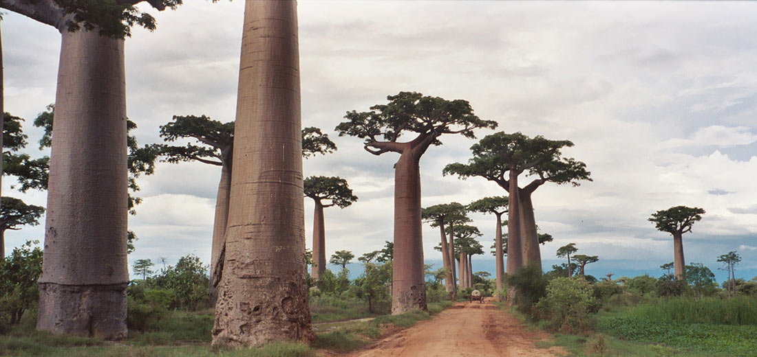 L'Avenue des Baobabs
