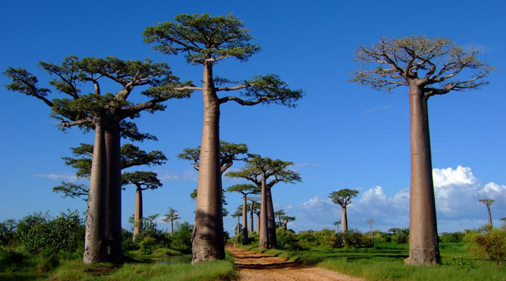 L’Avenue des Baobabs : la route la plus pittoresque et incroyable de l’île de Madagascar